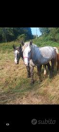 Percheron