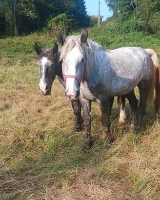 Percheron