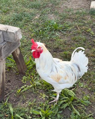 Galli ornamentali giovani