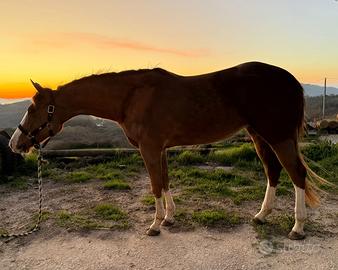 Quarter horse
