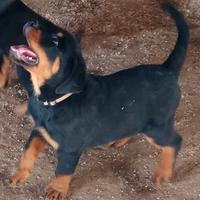 Cuccioli rottweiler