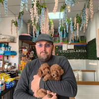 Barboncino mini toy red 3M 2F anche a rate