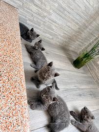 Gatti Scottish Fold/ Straight