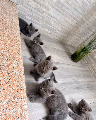 Gatti Scottish Fold/ Straight