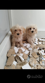 Maltipoo Toy Maschietti