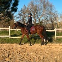 Cavallo purosangue inglese