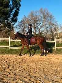 Cavallo purosangue inglese