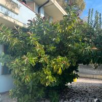 piante ficus elastica 