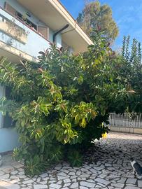 piante ficus elastica 