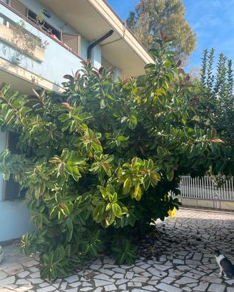piante ficus elastica 