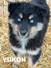 YUKON e ALASKA, magnifici cuccioli occhi BLU