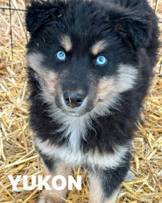 YUKON e ALASKA, magnifici cuccioli occhi BLU