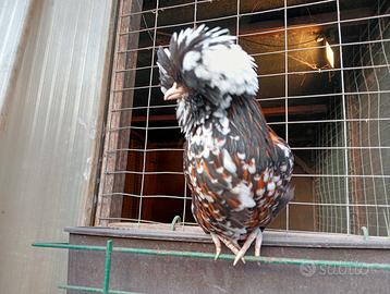 Galline ornamentali