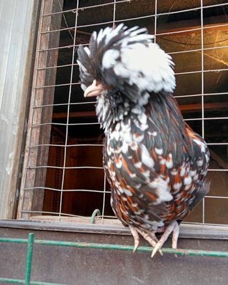 Galline ornamentali