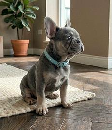 Bulldog Francese Blu- Bouledogue Francese