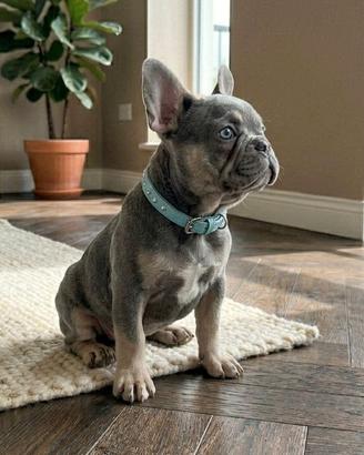 Bulldog Francese Blu- Bouledogue Francese