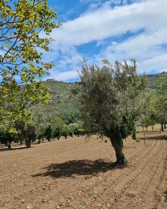 Terreno agricolo 4897 mq - bellona