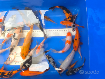 Carpe koi