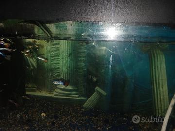 Guppy più acquario grande 120lt leggi