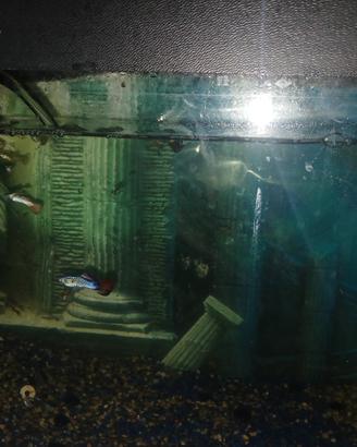 Guppy più acquario grande 120lt leggi