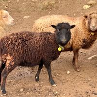 Pecore nane d'Ouessant