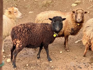 Pecore nane d'Ouessant