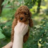Cuccioli barboncini toy red
