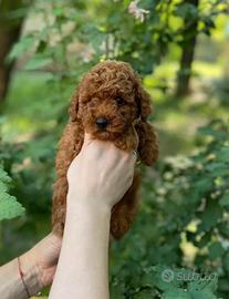 Cuccioli barboncini toy red