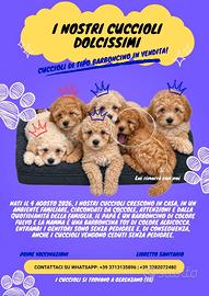 5 cuccioli simil Barboncino – 2 femmine e 3 maschi