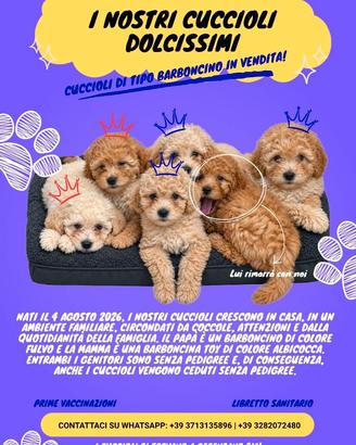 5 cuccioli simil Barboncino – 2 femmine e 3 maschi