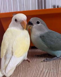 Pappagali inseparabili