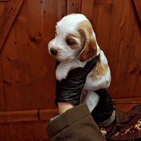 Cuccioli di Cocker spaniel bianco arancio