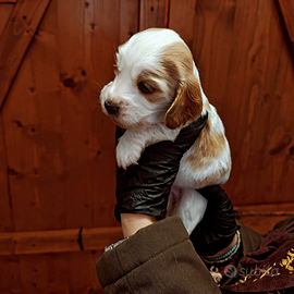 Cuccioli di Cocker spaniel bianco arancio