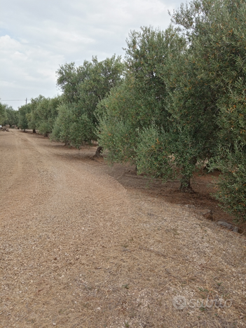 Terreno agricolo