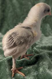 Marans