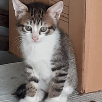 Gatto due cuccioli maschi 2 mesi circa