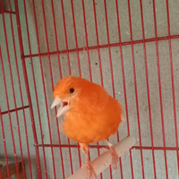 Canarina fattore rosso