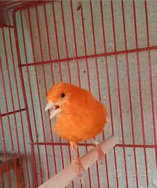 Canarina fattore rosso