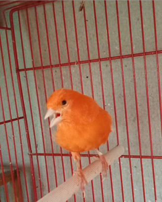 Canarina fattore rosso