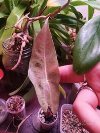 alocasia black satun Pink Stardust  variegata 