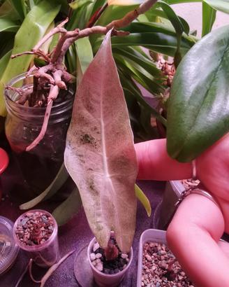 alocasia black satun Pink Stardust  variegata 