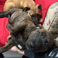 Ultime 2 cucciole microcippate