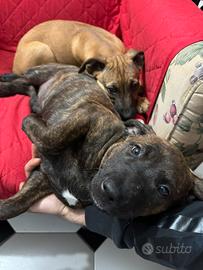 Ultime 2 cucciole microcippate