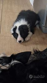 Cucciolo border collie