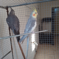 Coppia di CALLOPSITE