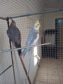 Coppia di CALLOPSITE