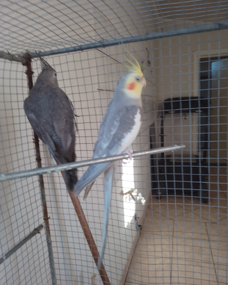 Coppia di CALLOPSITE