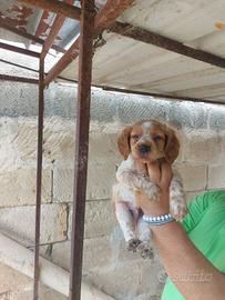 Cuccioli di breton