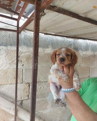 Cuccioli di breton