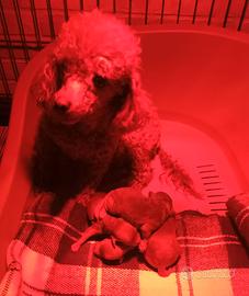 Barboncini toy con pedigree